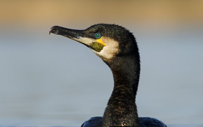 Nagy kárókatona (Phalacrocorax carbo), Csallóköz