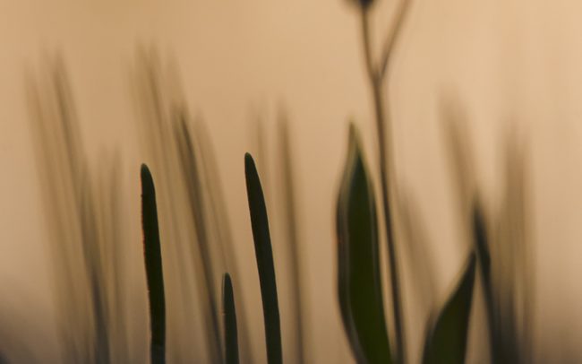 Scila dvojlistá (Scilla bifolia), Žitný ostrov