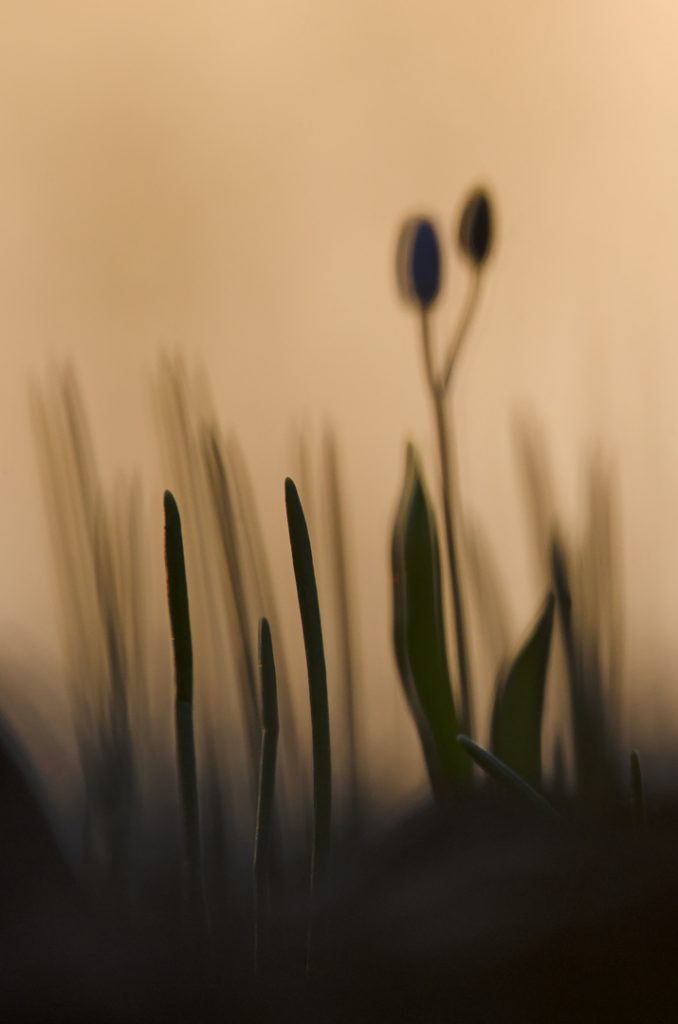 Tavaszi csillagvirág (Scilla bifolia), Csallóköz