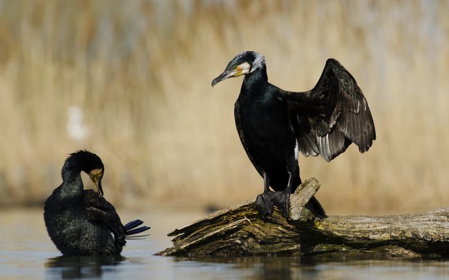 Nagy kárókatona (Phalacrocorax carbo), Csallóköz