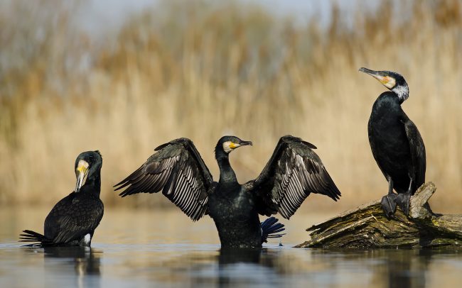 Nagy kárókatona (Phalacrocorax carbo), Csallóköz