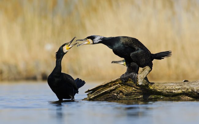 Nagy kárókatona (Phalacrocorax carbo), Csallóköz