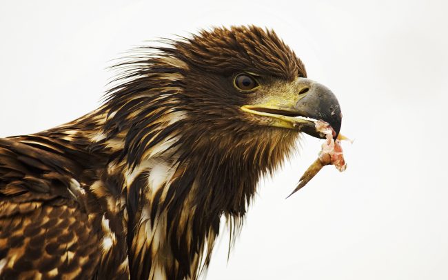 Orliak morský (Haliaeetus albicilla), Národný park Hortobágy, Maďarsko