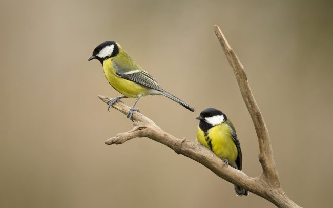 Sýkorka veľká (Parus major), CHKO Dunajské luhy, Žitný ostrov