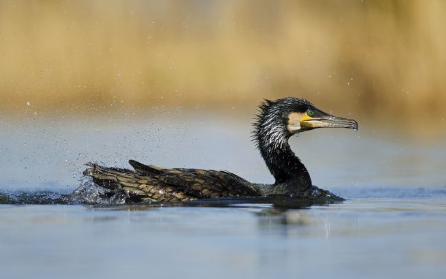 Nagy kárókatona (Phalacrocorax carbo), Csallóköz