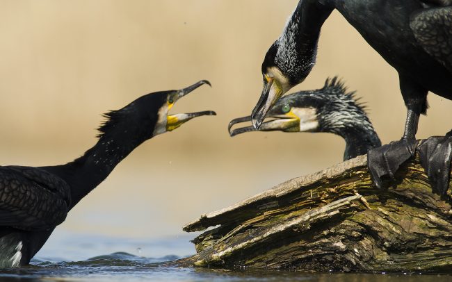 Nagy kárókatona (Phalacrocorax carbo), Csallóköz