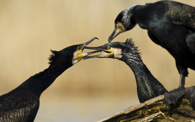 Nagy kárókatona (Phalacrocorax carbo), Csallóköz