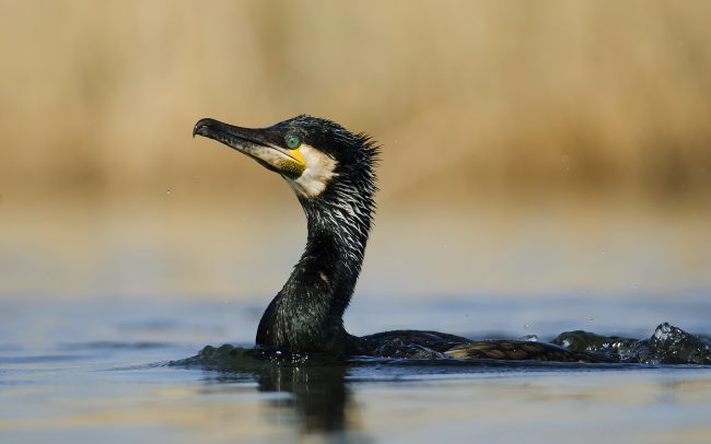 Nagy kárókatona (Phalacrocorax carbo), Csallóköz