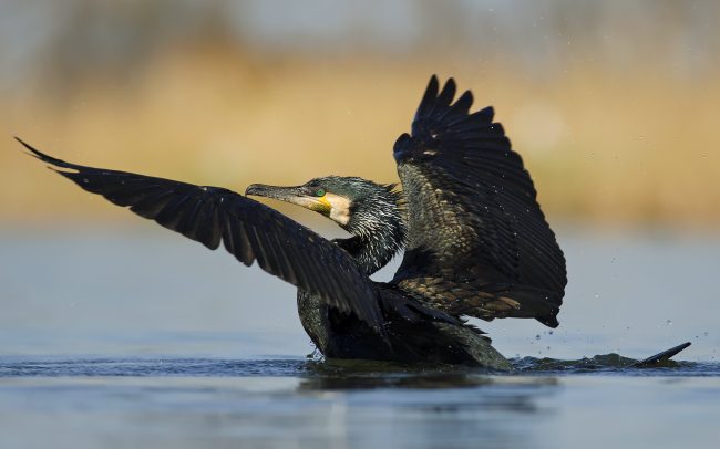 Nagy kárókatona (Phalacrocorax carbo), Csallóköz