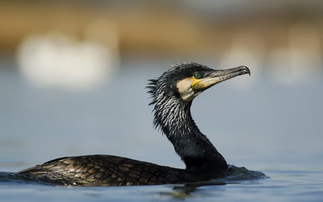 Nagy kárókatona (Phalacrocorax carbo), Csallóköz