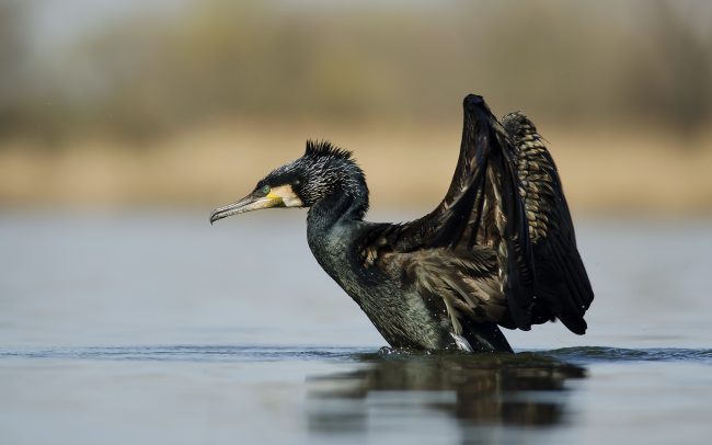 Nagy kárókatona (Phalacrocorax carbo), Csallóköz