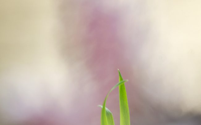 Kónya vicsorgó (Lathraea squamaria), Csallóköz