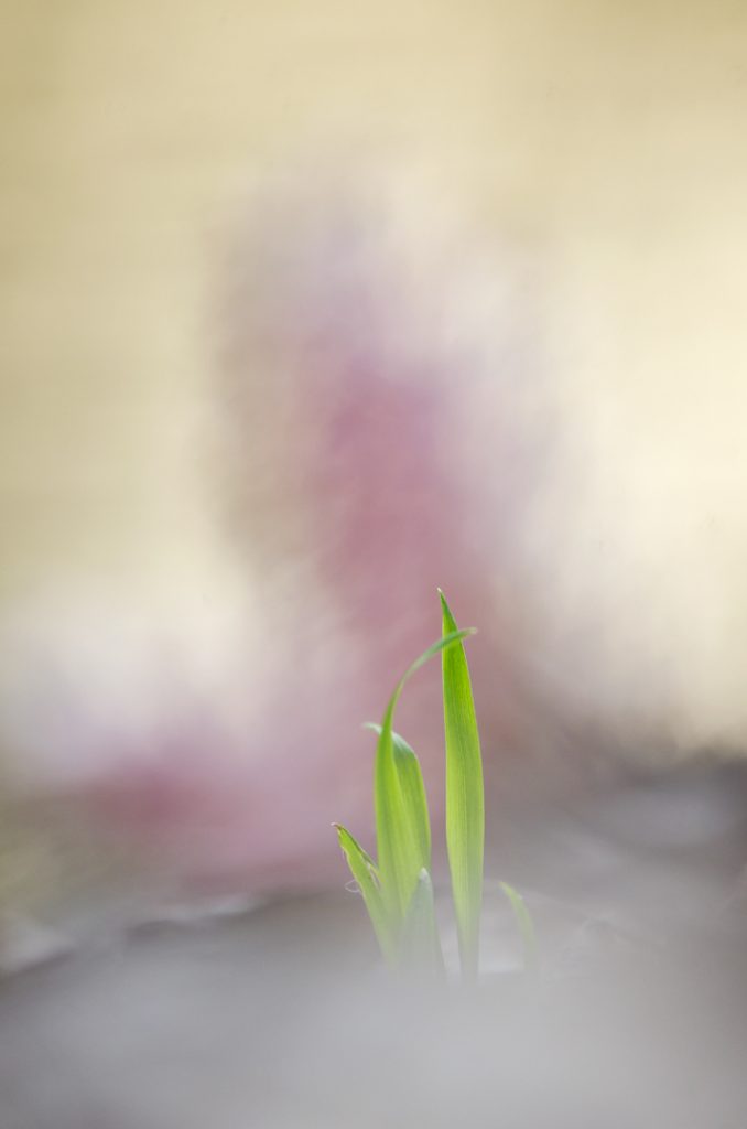 Kónya vicsorgó (Lathraea squamaria), Csallóköz