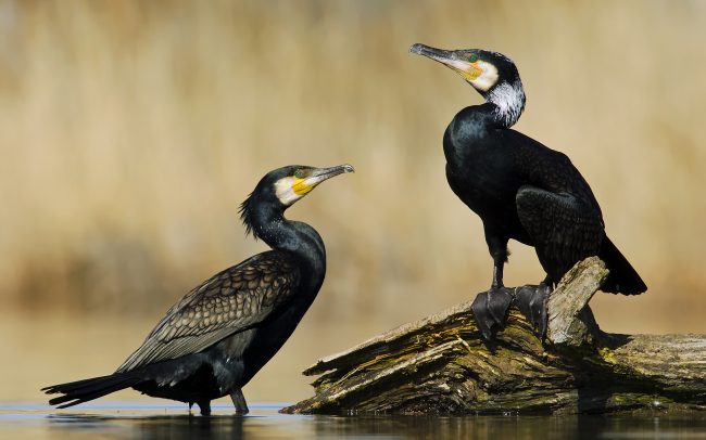 Nagy kárókatona (Phalacrocorax carbo), Csallóköz