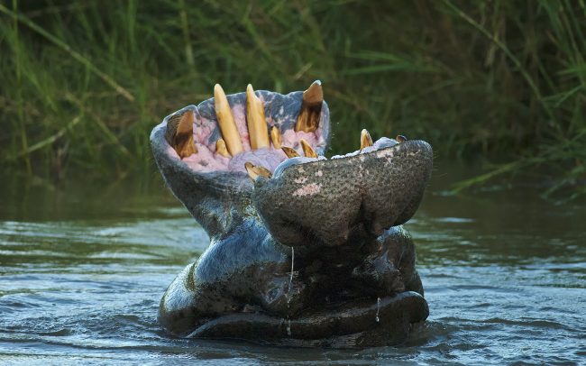 Nílusi víziló (Hippopotamus amphibius), Kruger Nemzeti Park, Dél-Afrika