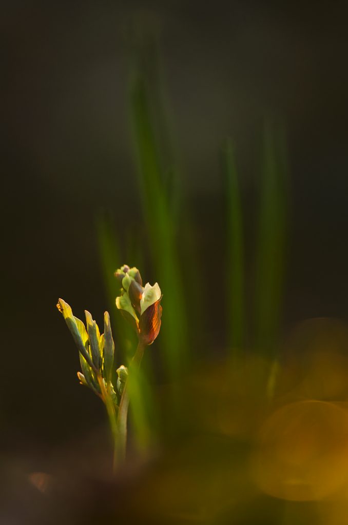 Odvas keltike (Corydalis cava), Csallóköz