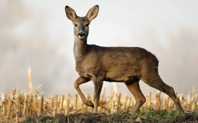 Srnec lesný (Capreolus capreolus), Žitný ostrov