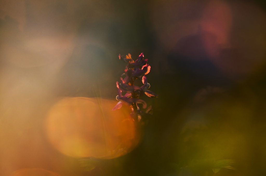 Chochlačka dutá (Corydalis cava), Žitný ostrov