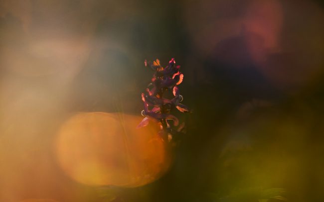 Chochlačka dutá (Corydalis cava), Žitný ostrov