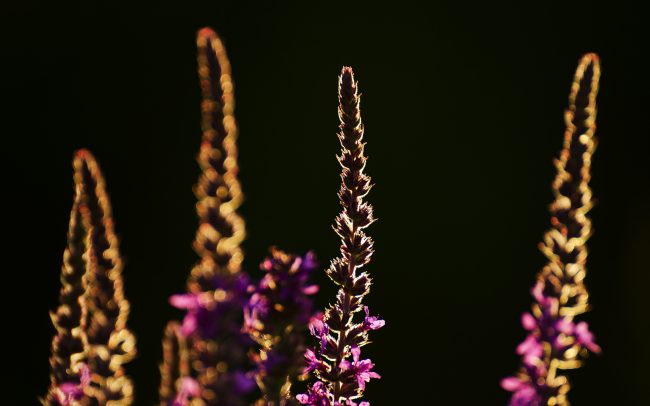 Vrbica vŕbolistá (Lythrum salicaria), Žitný ostrov