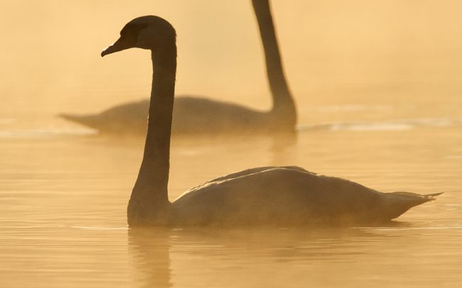 Labuť hrbozobá (Cygnus olor), CHKO Dunajské luhy, Žitný ostrov