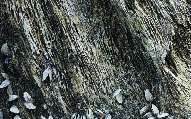 Kagylótársadalom, Duna menti erdők Tájvédelmi Körzet, Csallóköz