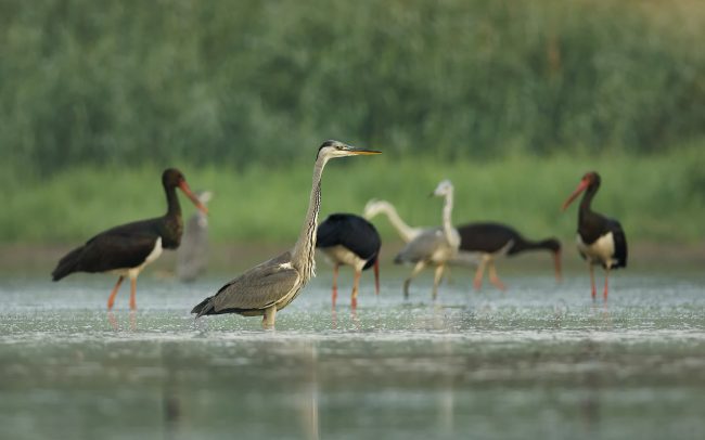 Grey Heron (Ardea cinerea), Danube Floodplains Protected Landscape Area, Great Rye Island, Slovakia
