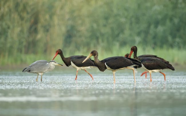 Black Stork (Ciconia nigra), Danube Floodplains Protected Landscape Area, Great Rye Island, Slovakia