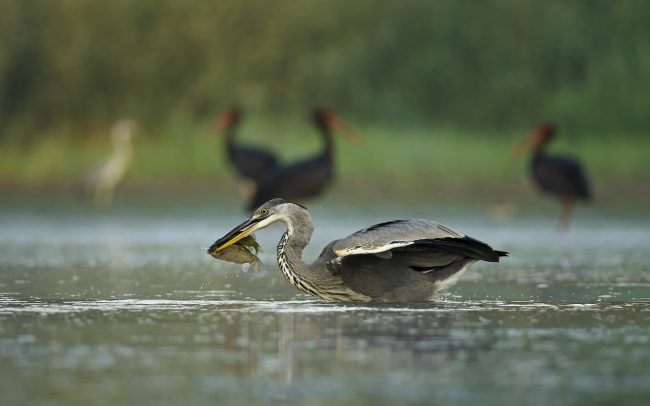 Volavka popolavá (Ardea cinerea), CHKO Dunajské luhy, Žitný ostrov