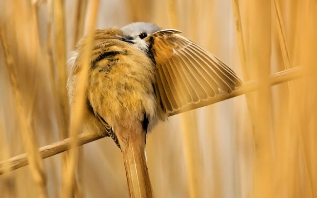 Barkóscinege (Panurus biarmicus), Csallóköz