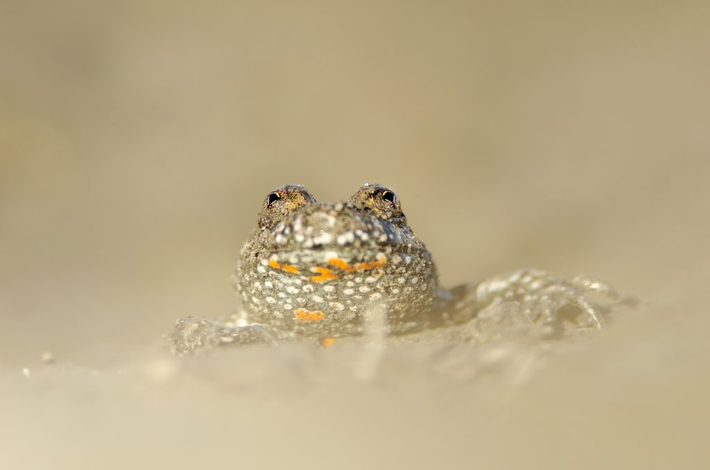 Kunka červenobruchá (Bombina bombina), Žitný ostrov