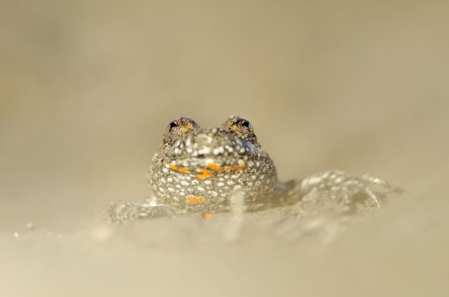 Vöröshasú unka (Bombina bombina), Csallóköz