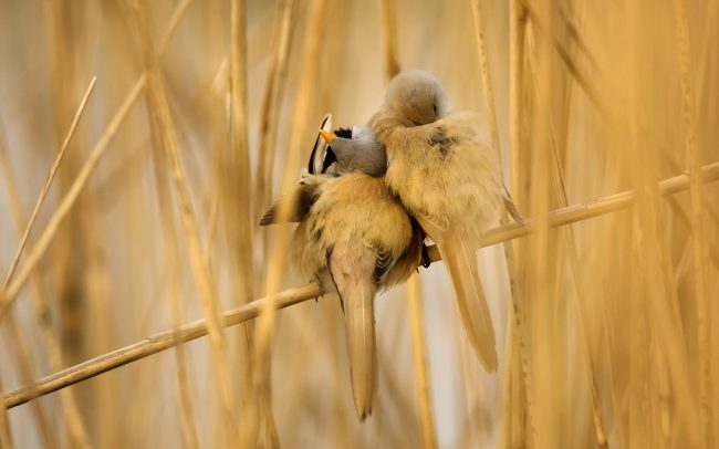 Barkóscinege (Panurus biarmicus), Csallóköz
