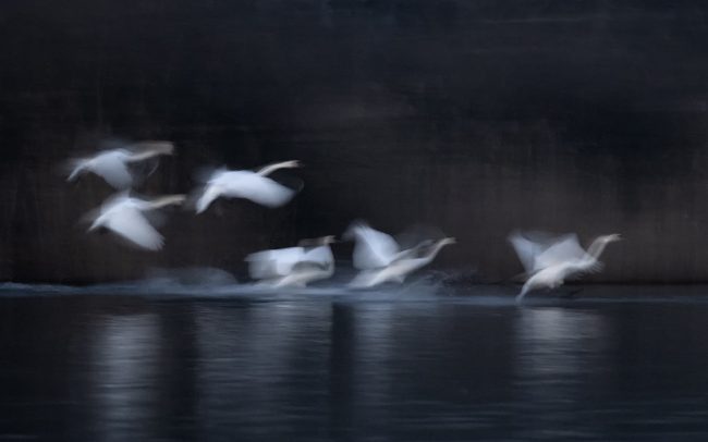 Labuť hrbozobá (Cygnus olor), Žitný ostrov