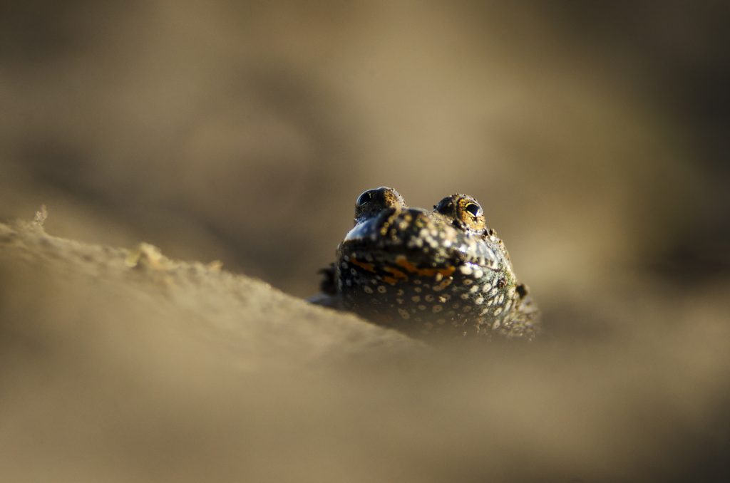 Kunka červenobruchá (Bombina bombina), Žitný ostrov