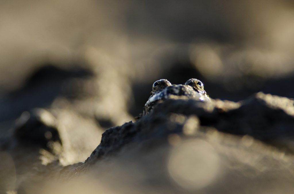 Vöröshasú unka (Bombina bombina), Csallóköz