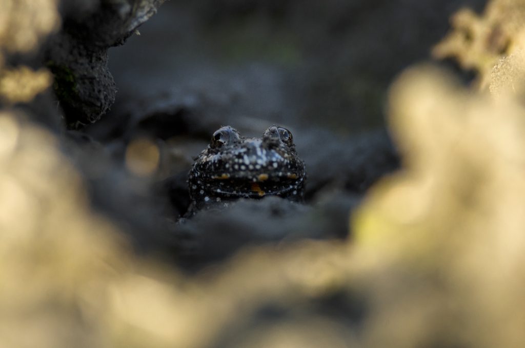 Kunka červenobruchá (Bombina bombina), Žitný ostrov
