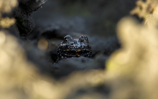 Vöröshasú unka (Bombina bombina), Csallóköz