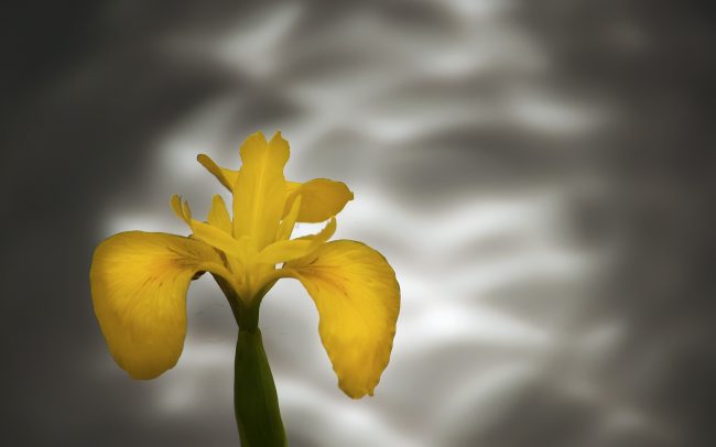 Kosatec žltý (Iris pseudacorus), Texel, Holandsko