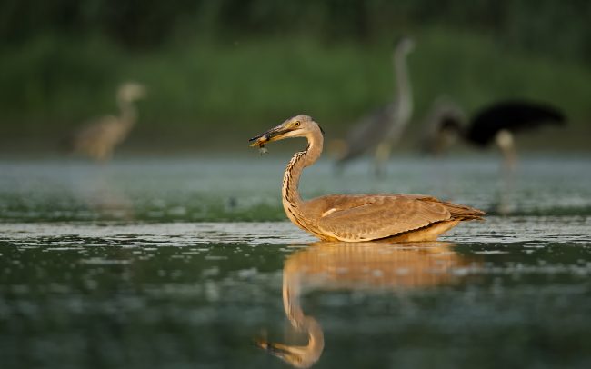 Grey Heron (Ardea cinerea), Danube Floodplains Protected Landscape Area, Great Rye Island, Slovakia