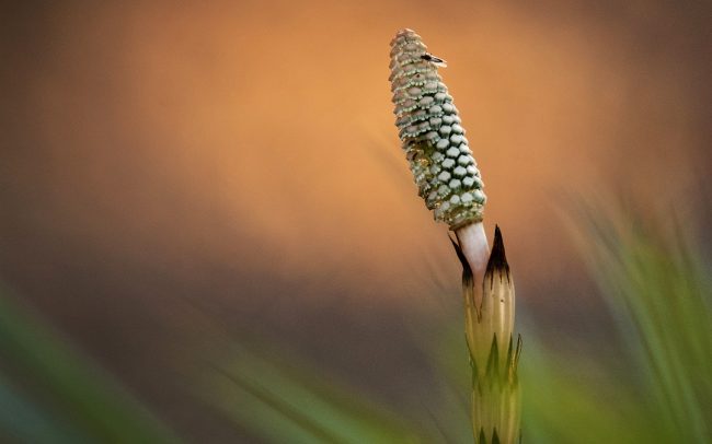 Praslička roľná (Equisetum palustre), Žitný ostrov