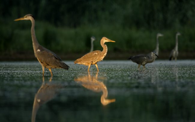 Volavka popolavá (Ardea cinerea), CHKO Dunajské luhy, Žitný ostrov