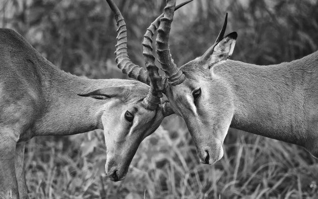 Impala (Aepyceros melampus), Kruger National Park, South Africa
