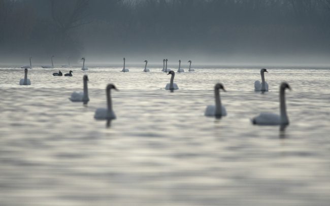 Labuť hrbozobá (Cygnus olor), Žitný ostrov