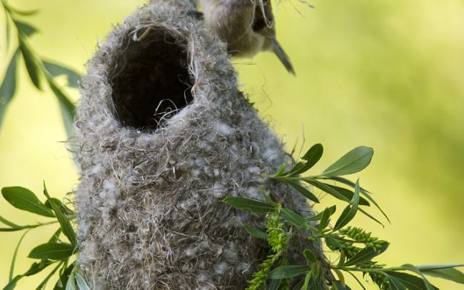 Függőcinege (Remiz pendulinus), Duna menti erdők Tájvédelmi Körzet, Csallóköz