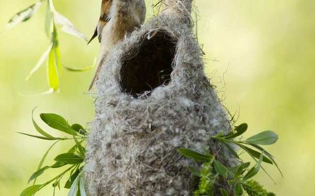 Függőcinege (Remiz pendulinus), Duna menti erdők Tájvédelmi Körzet, Csallóköz