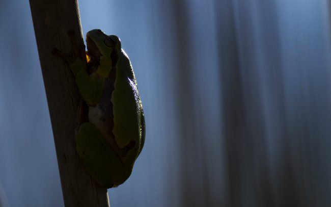 Rosnička zelená (Hyla arborea), CHKO Dunajské luhy, Žitný ostrov
