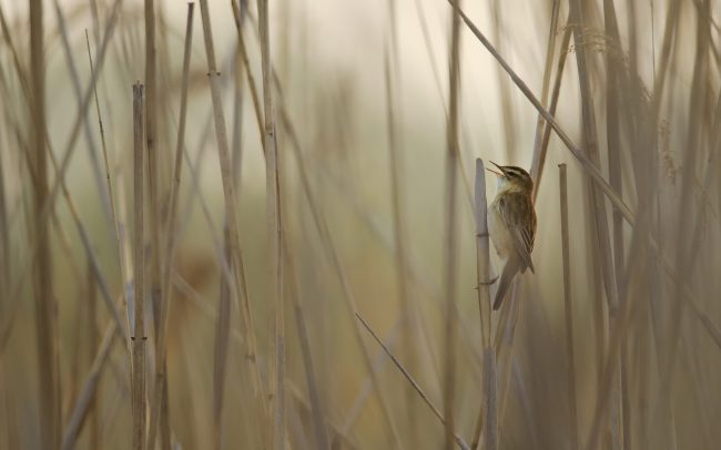 Trsteniarik pásikový (Acrocephalus schoenobaenus), Žitný ostrov