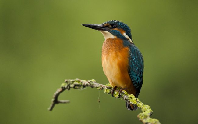 Rybárik riečny (Alcedo atthis), Žitný ostrov