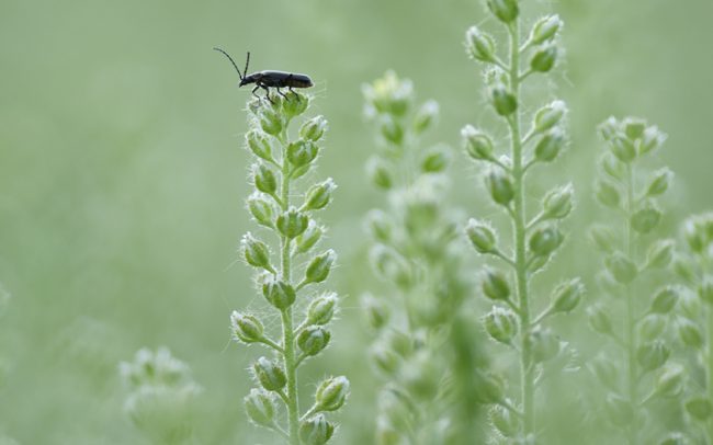 Sötét lágybogár (Cantharis obscura), Duna menti erdők Tájvédelmi Körzet, Csallóköz
